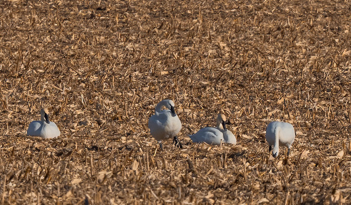 Лебедь-трубач - ML647322420