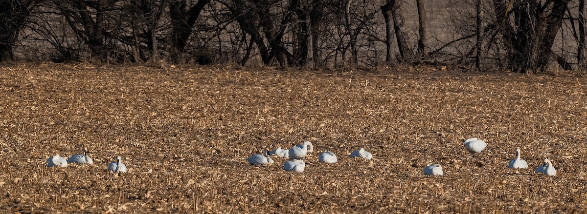 Лебедь-трубач - ML647322421