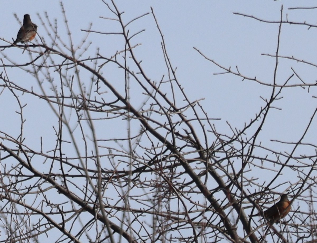 drozd stěhovavý - ML647322430