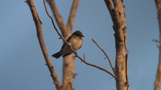 Eastern Kingbird - ML647322431