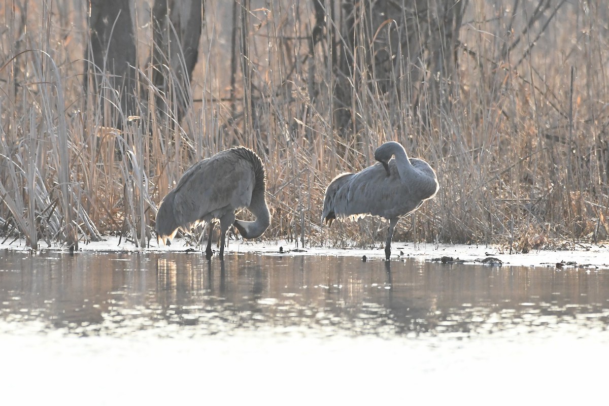 Kanada Turnası - ML647322435