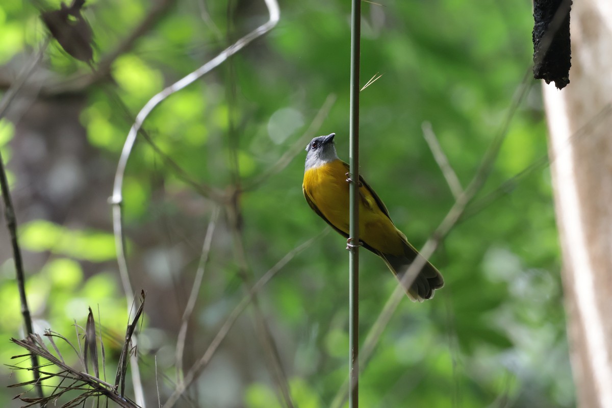 Gri Başlı Tangara [spodocephalus grubu] - ML647322436