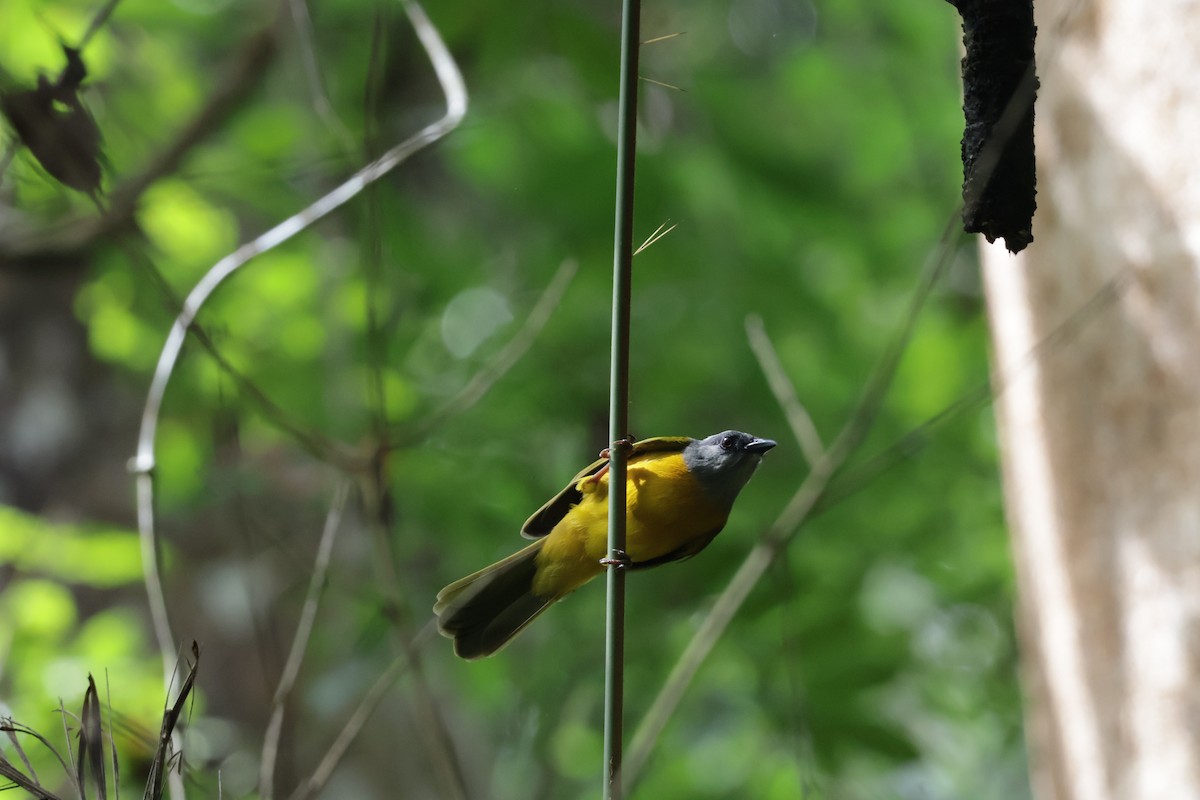 Gri Başlı Tangara [spodocephalus grubu] - ML647322437