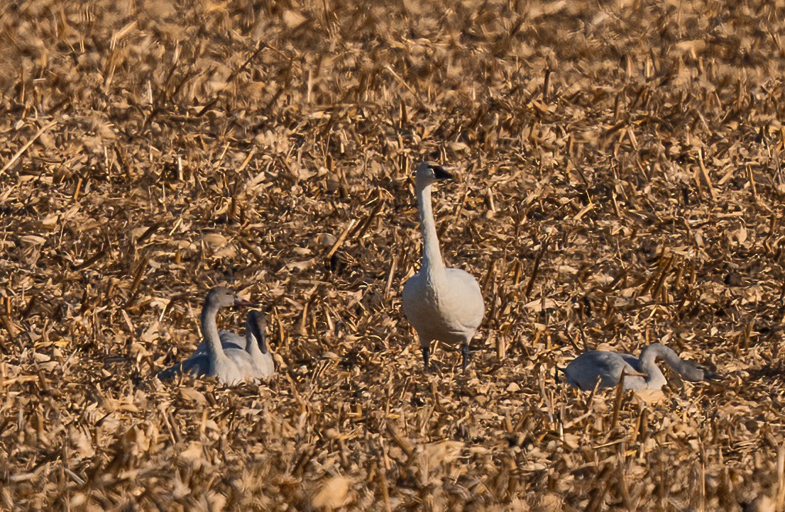 Американский лебедь - ML647322439