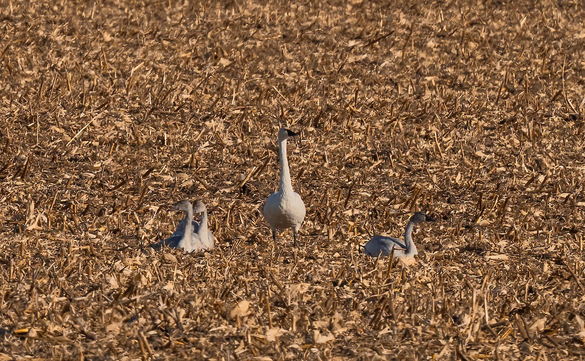 Американский лебедь - ML647322440