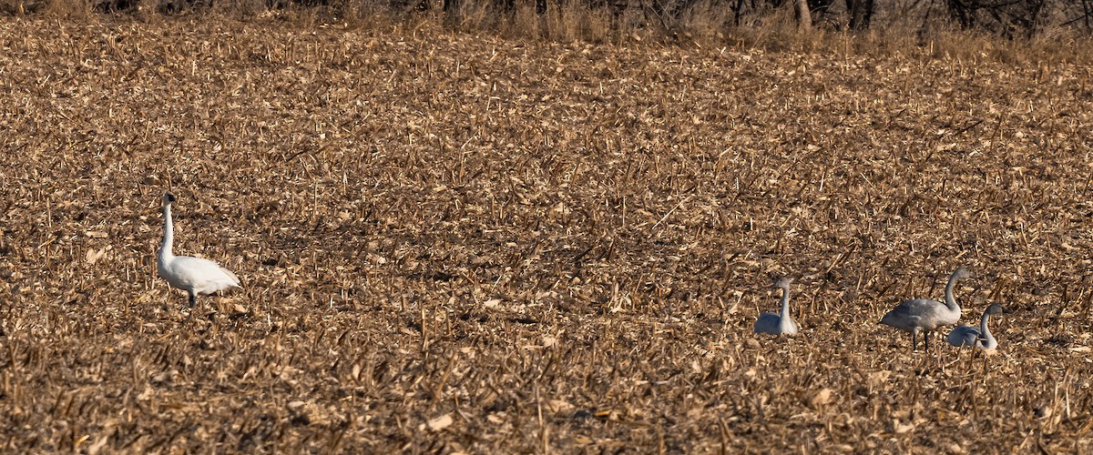 Американский лебедь - ML647322441