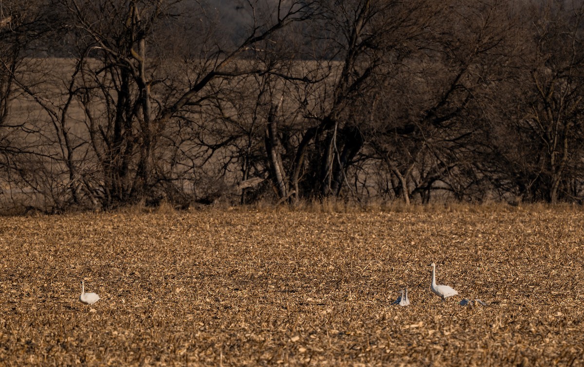Американский лебедь - ML647322442