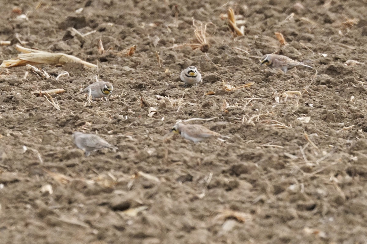 Alondra Cornuda - ML647322449