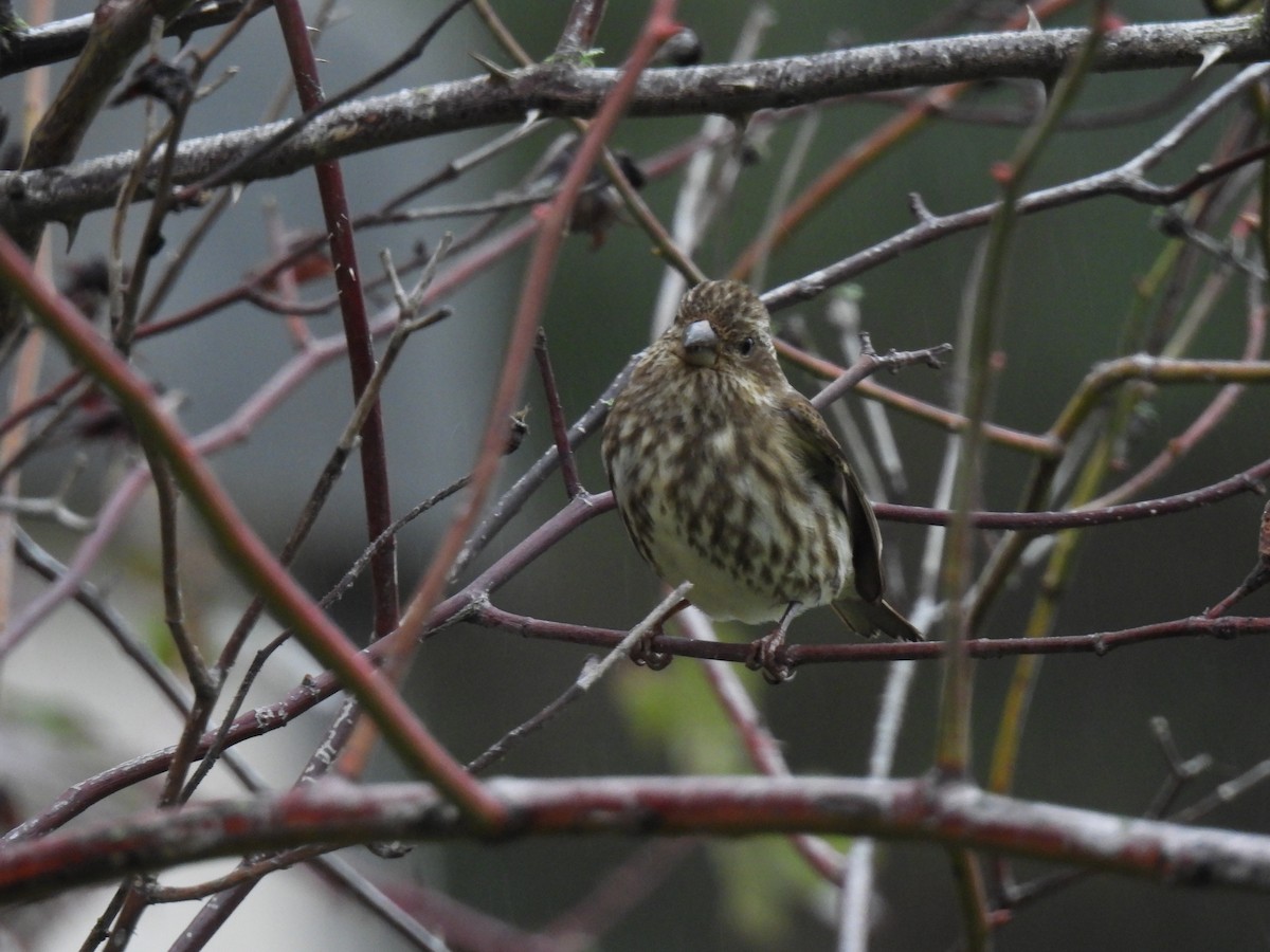 Purple Finch - ML647322453