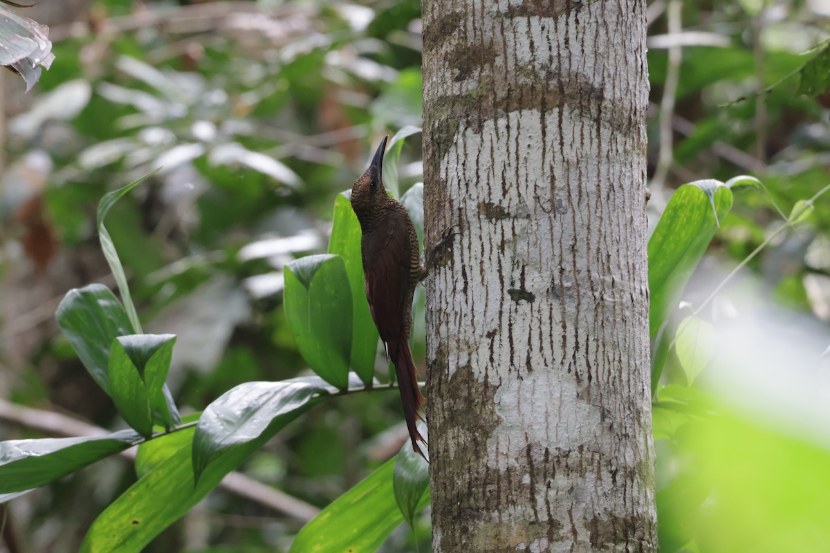 Kuzeyli Yazılı Tırmaşık - ML647322458