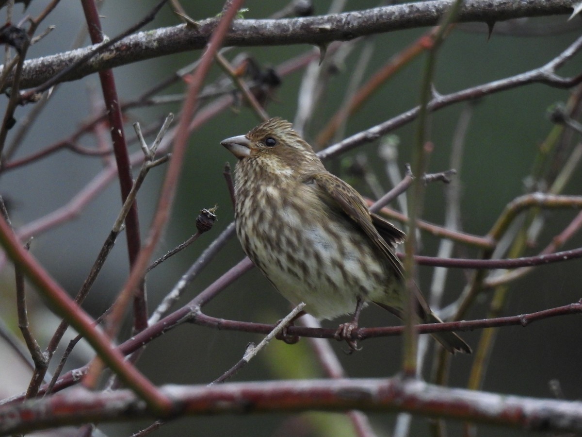 Purple Finch - ML647322459