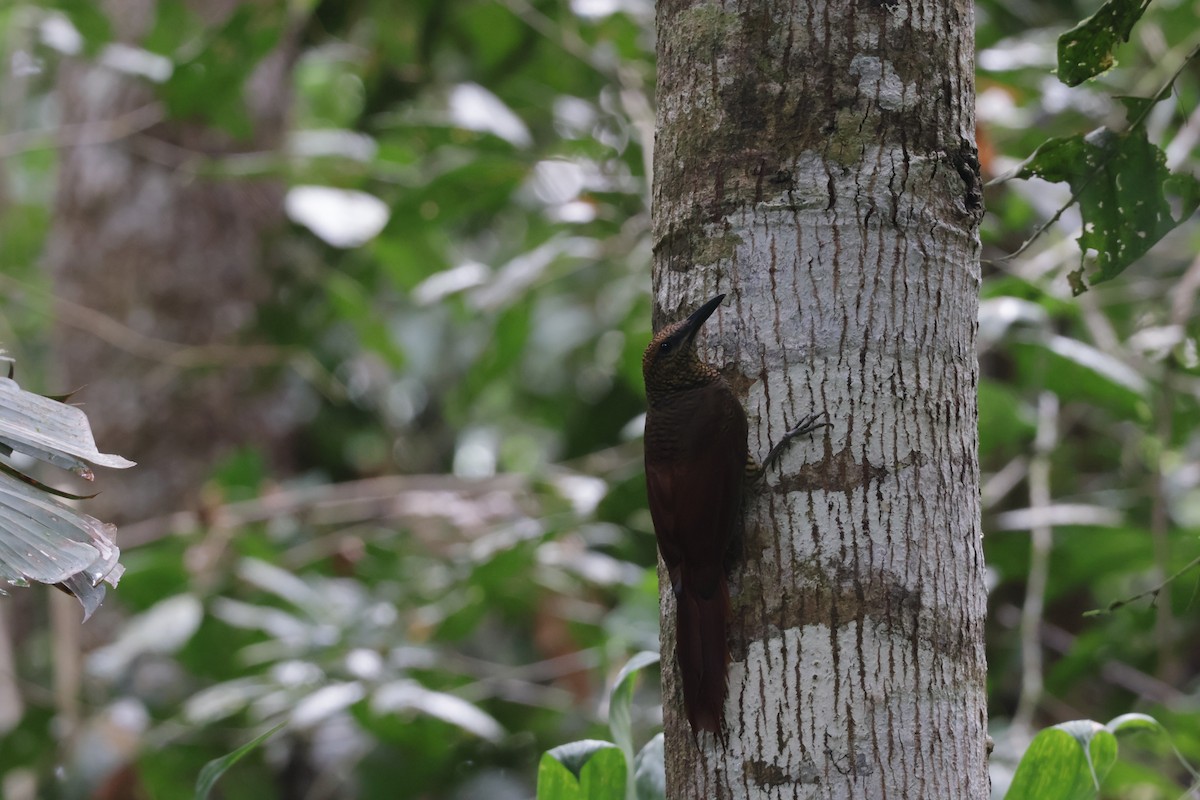 Kuzeyli Yazılı Tırmaşık - ML647322462