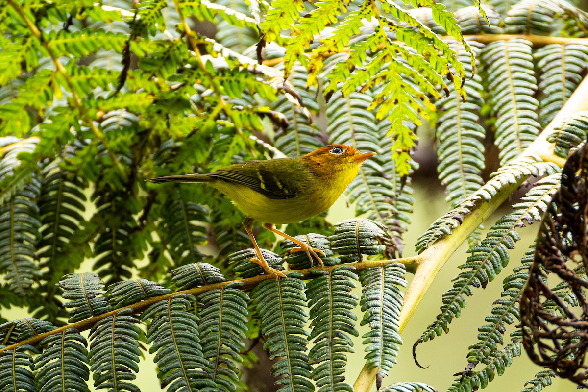 Yellow-breasted Warbler - ML647322464