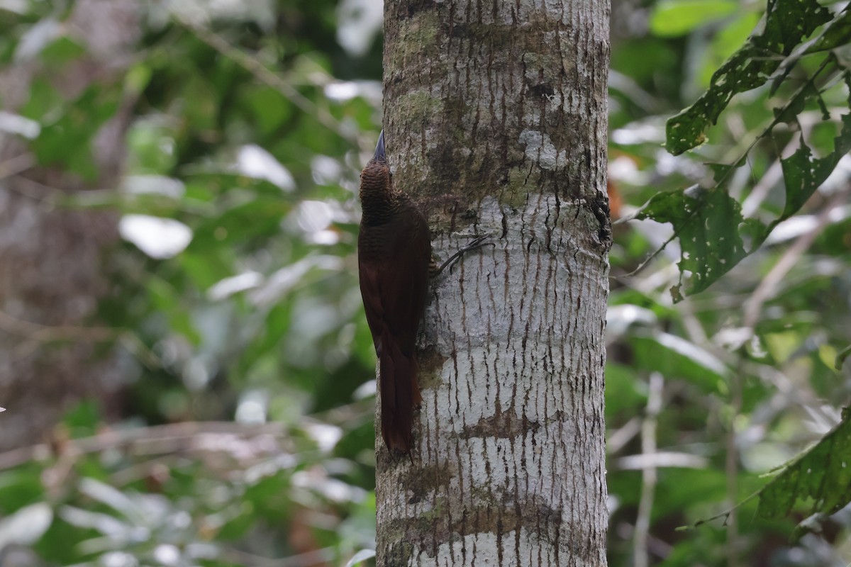 Kuzeyli Yazılı Tırmaşık - ML647322465