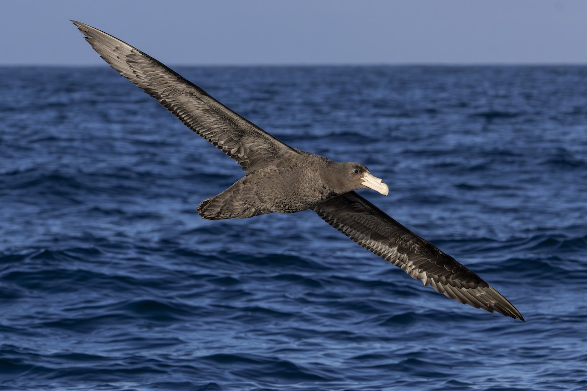 sørkjempepetrell - ML647322467