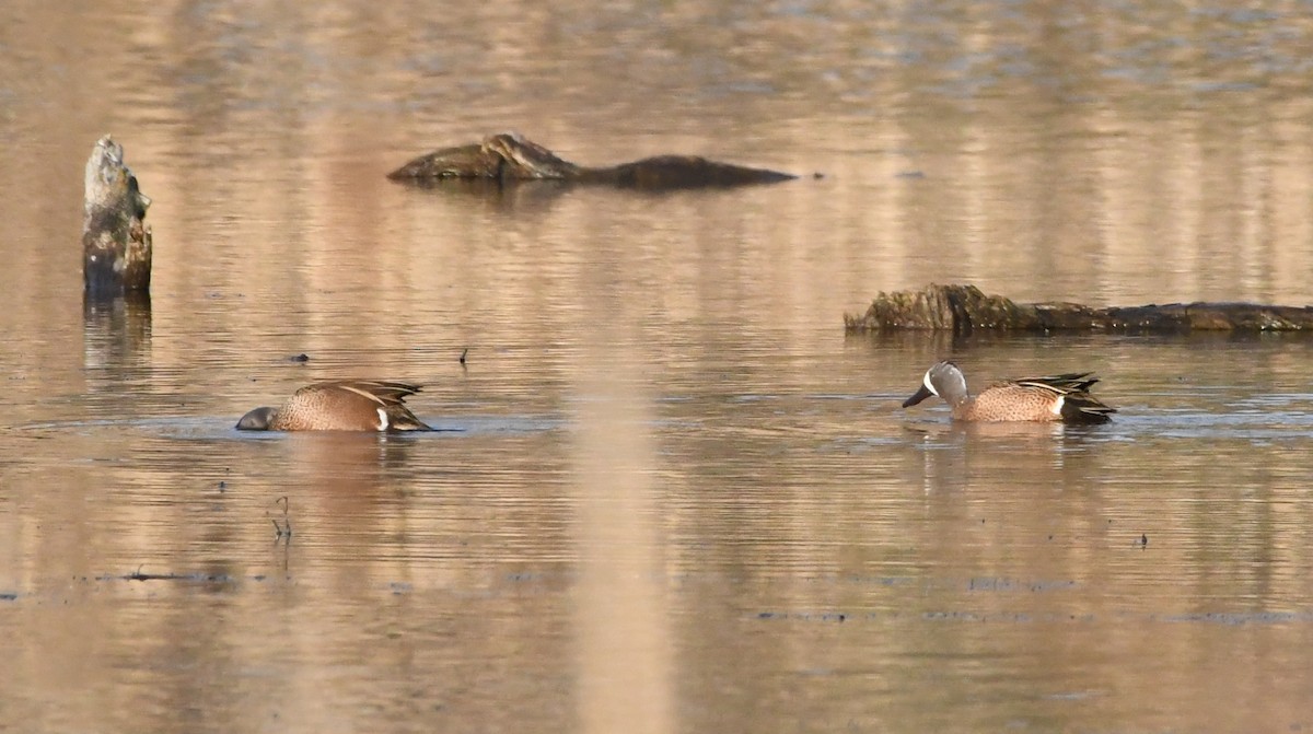 ミカヅキシマアジ - ML647322468