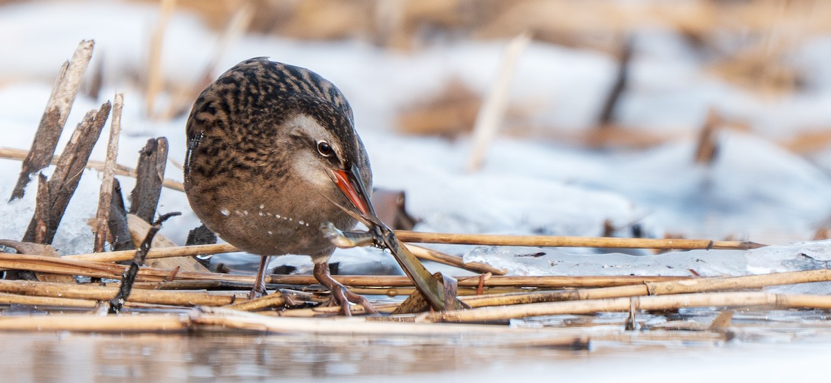 Râle à joues brunes - ML647322477