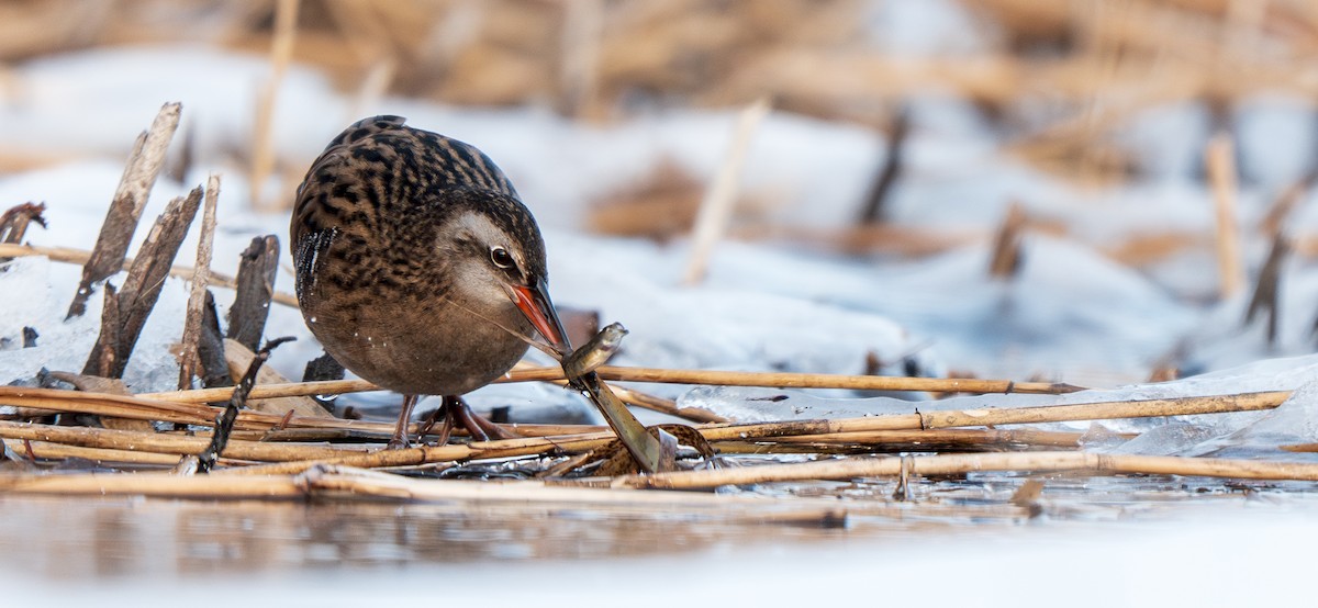 Râle à joues brunes - ML647322478