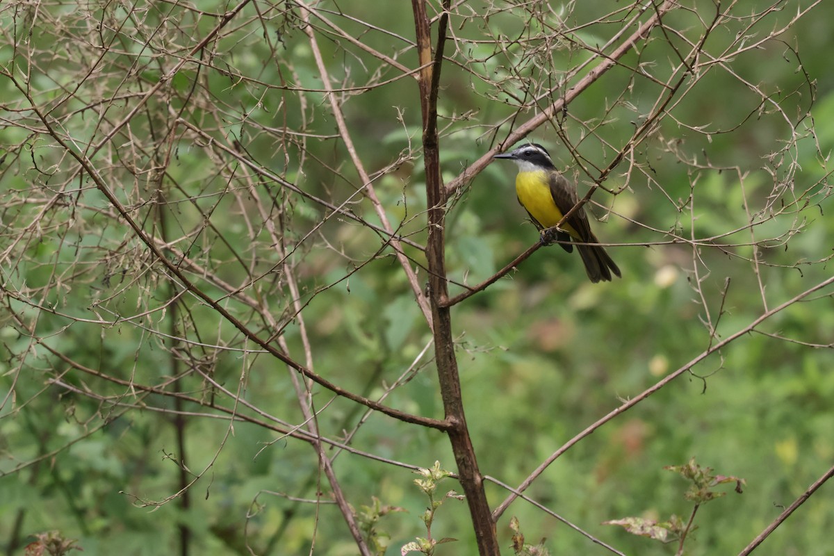 Küçük Kiskadi Tiranı - ML647322494