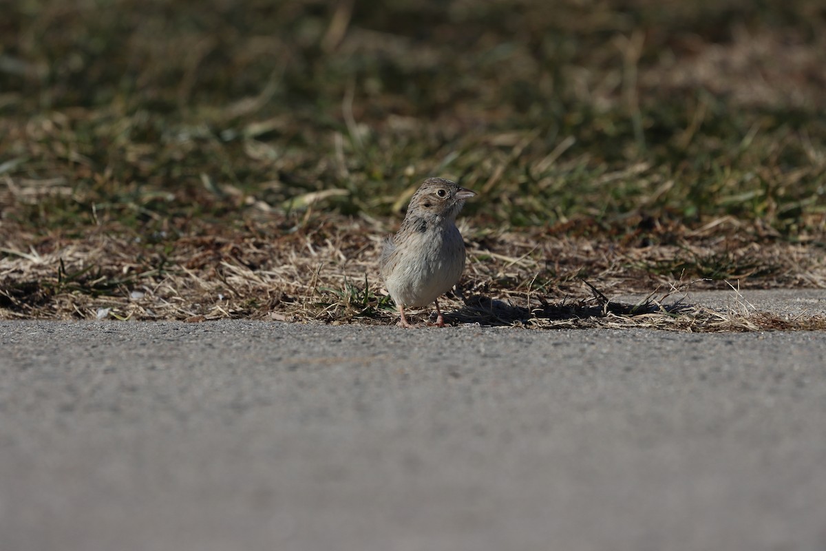 Cassin's Sparrow - ML647322497