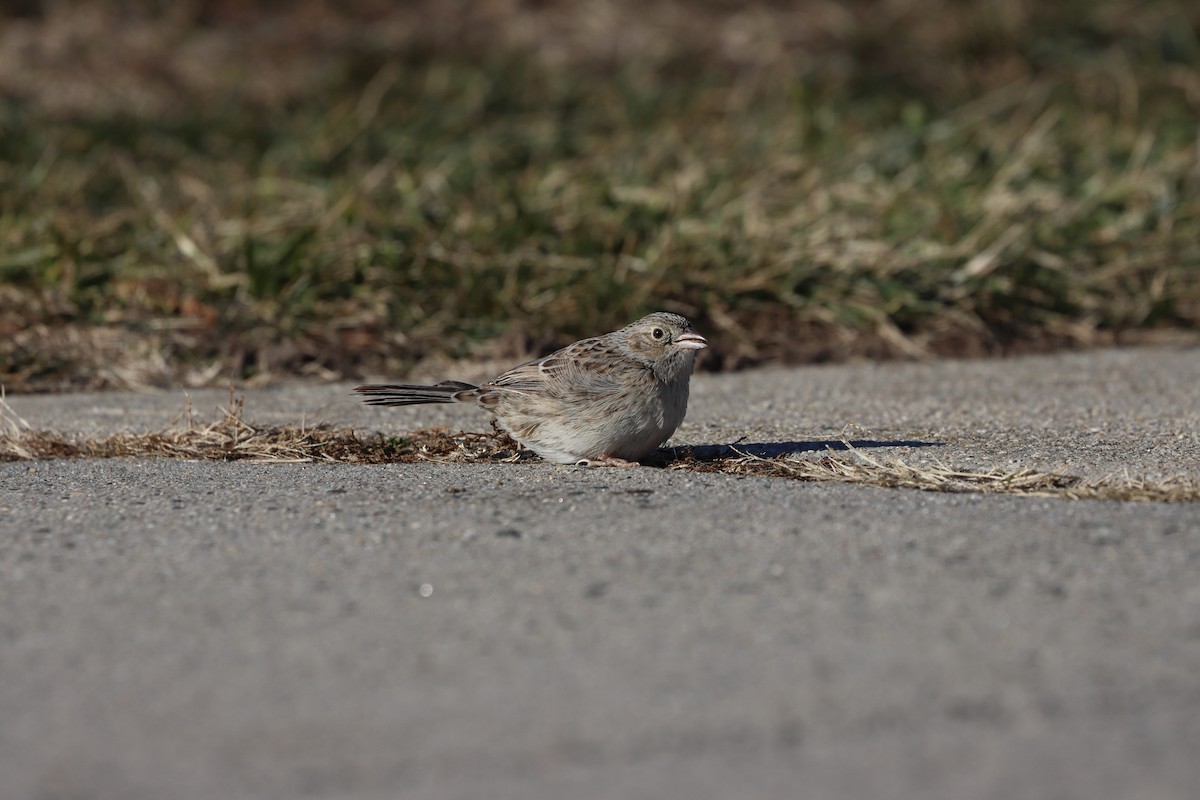 Cassin's Sparrow - ML647322498