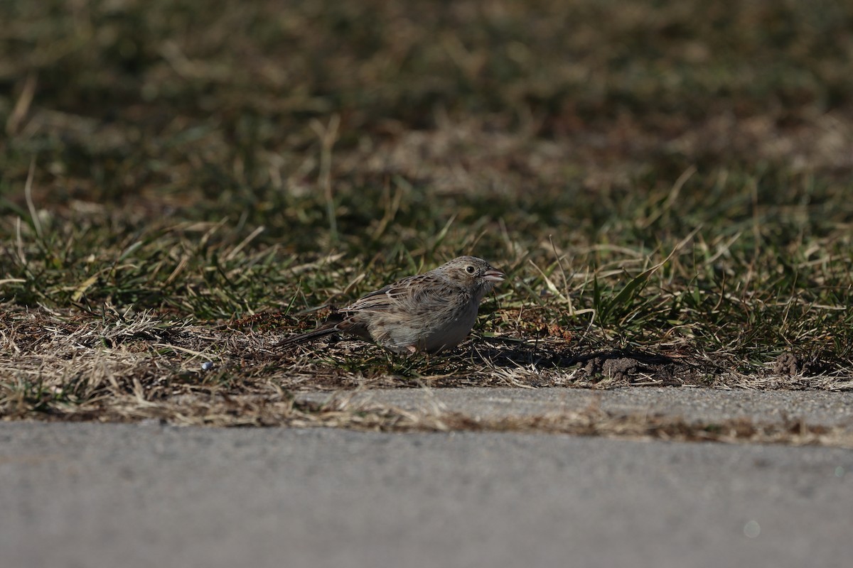 Cassin's Sparrow - ML647322499