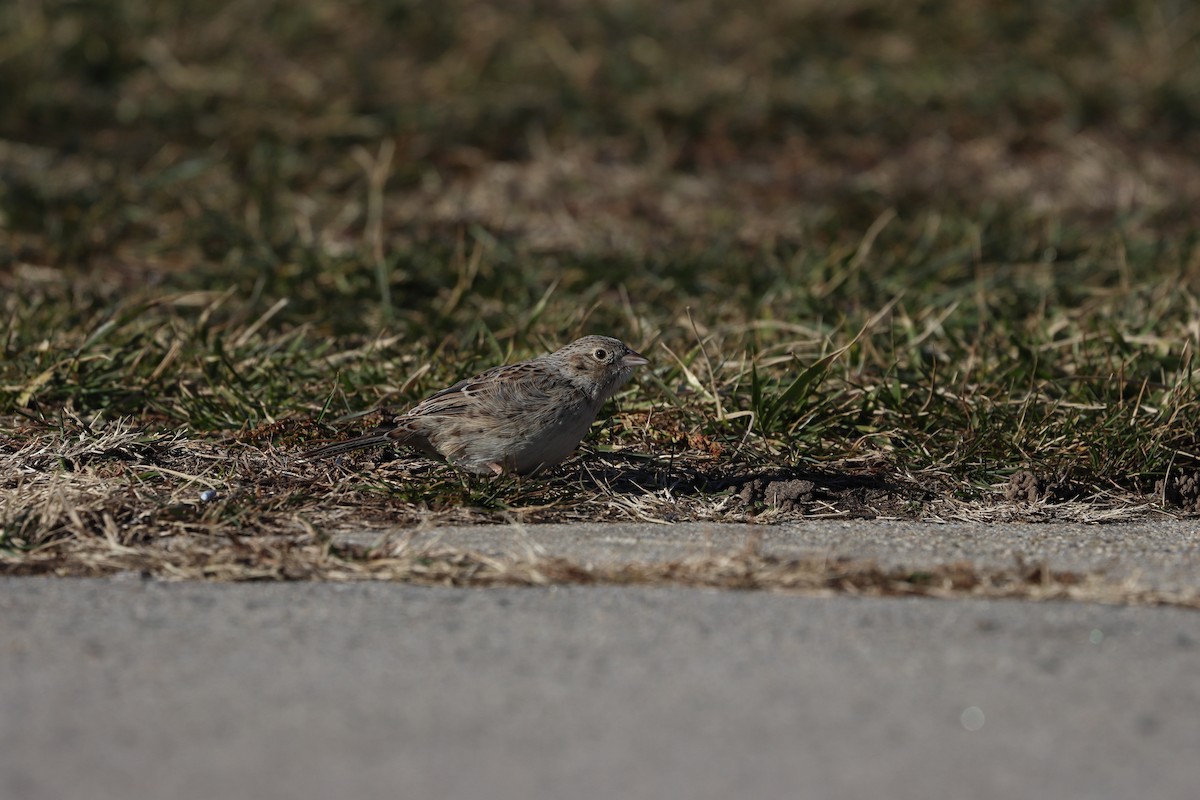 Cassin's Sparrow - ML647322500