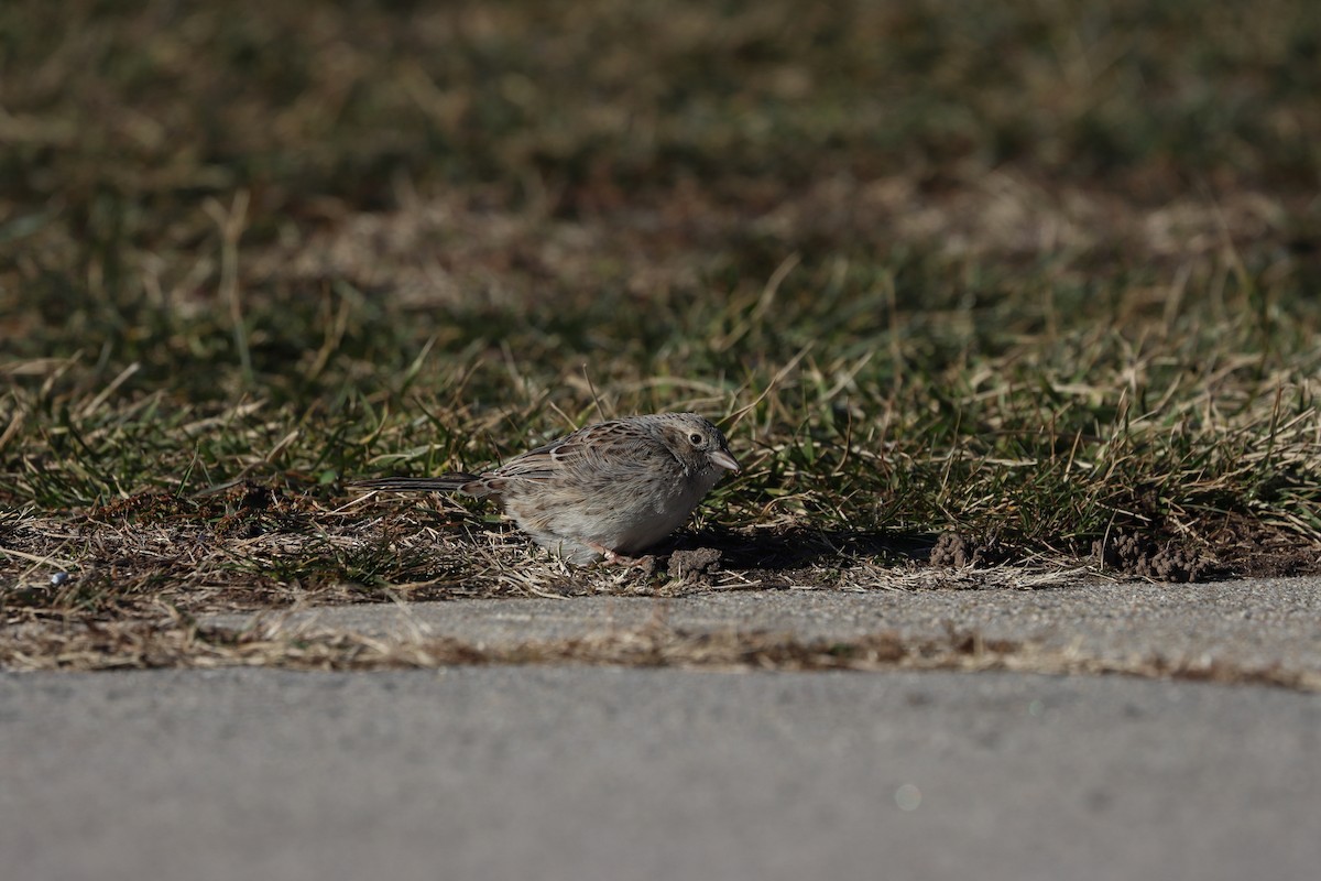 Cassin's Sparrow - ML647322501