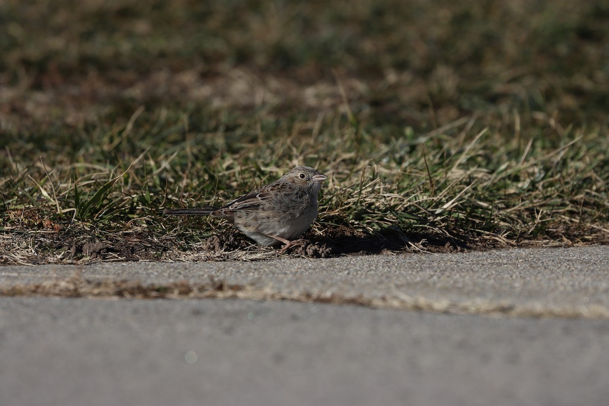 Cassin's Sparrow - ML647322502