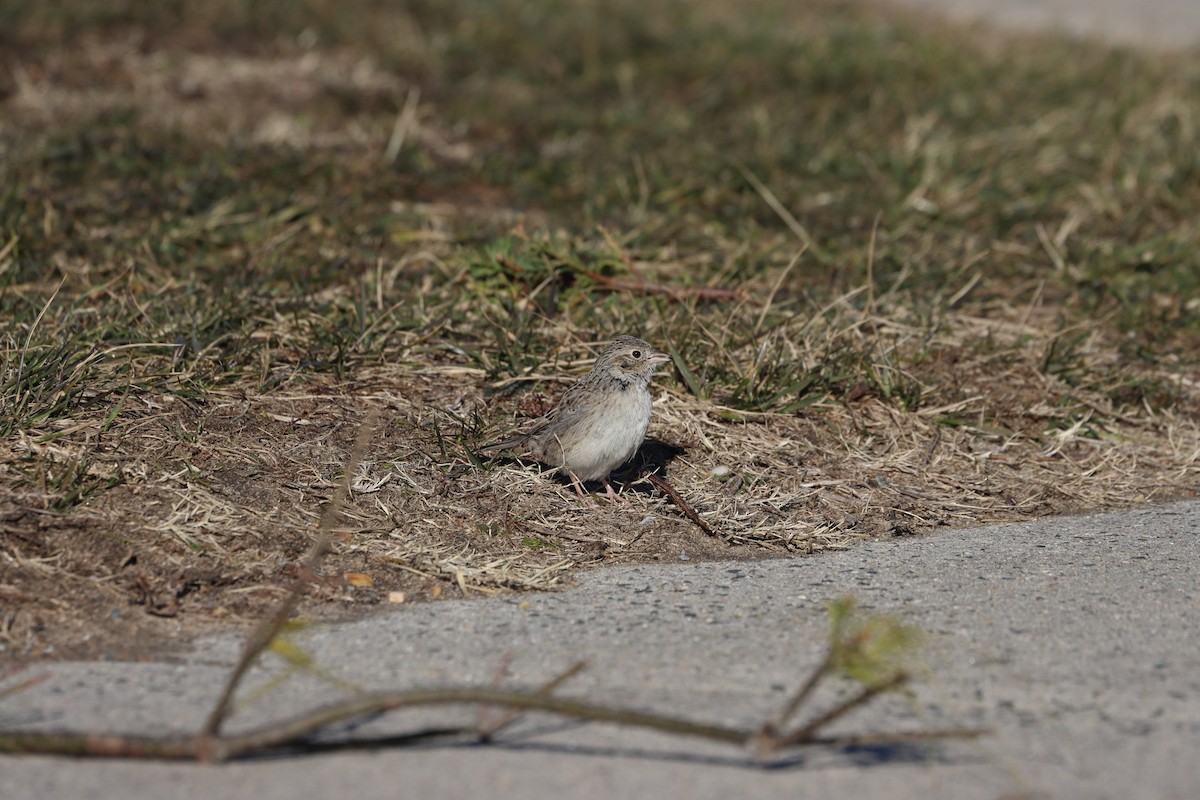 Cassin's Sparrow - ML647322503