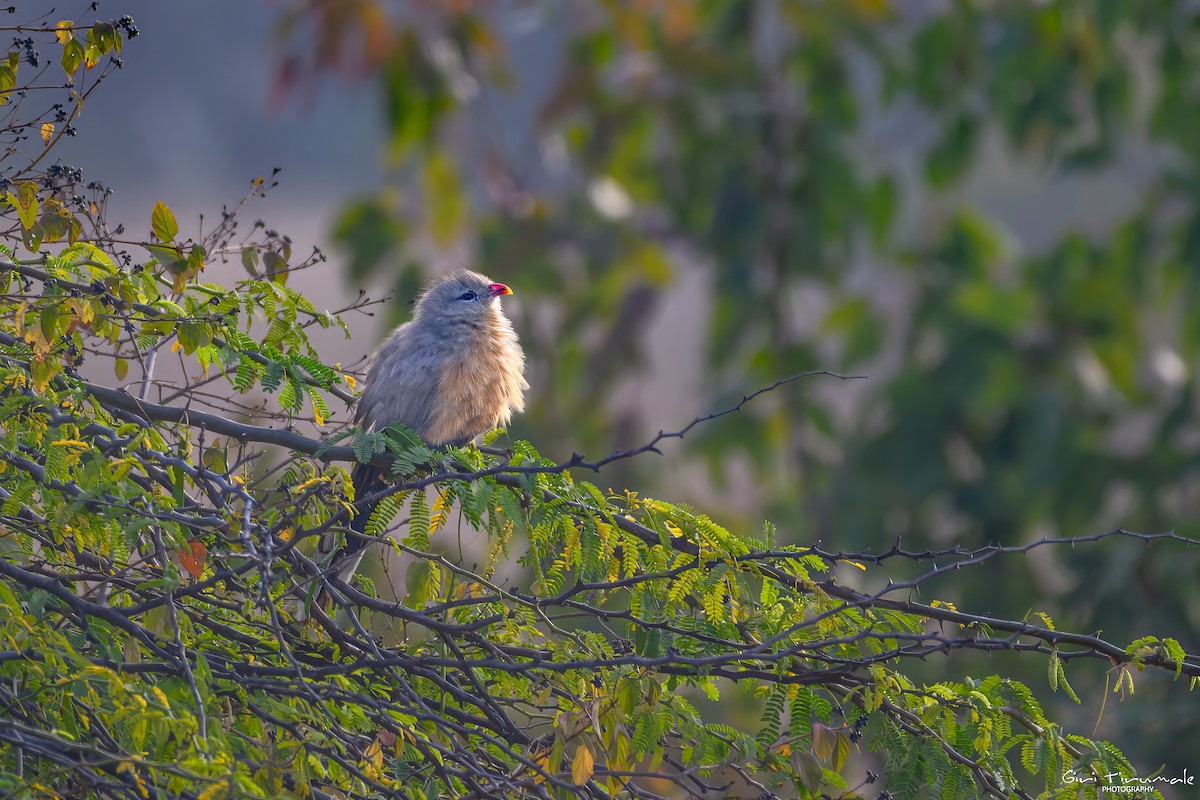 Sirkeer Malkoha - ML647322507