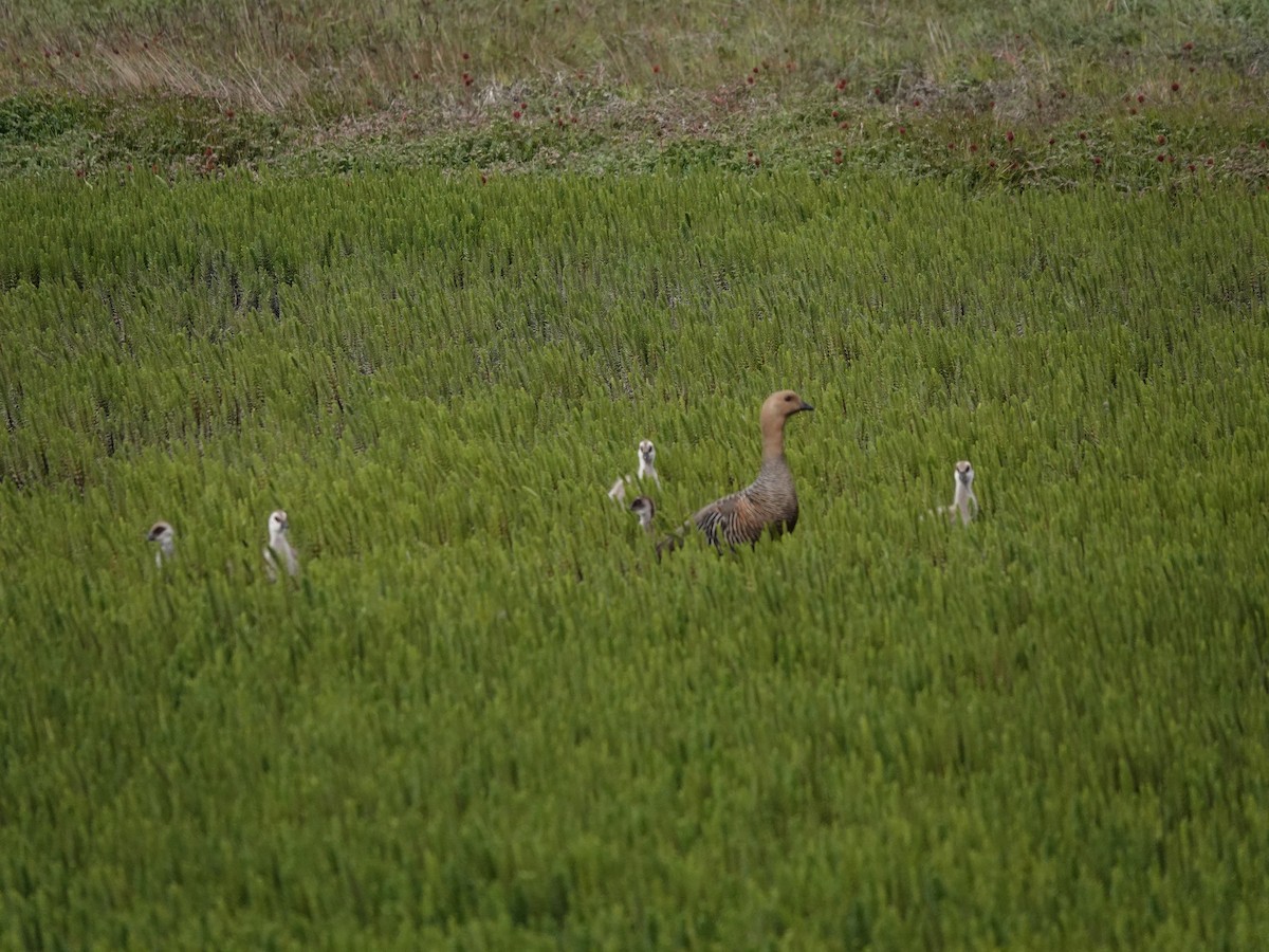 Upland Goose - ML647322511