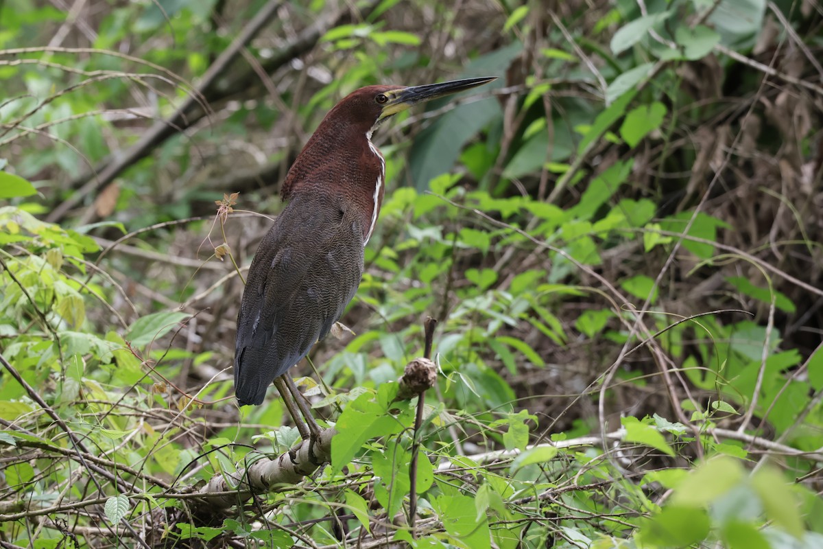 Kızıl Kaplan Balıkçılı - ML647322522