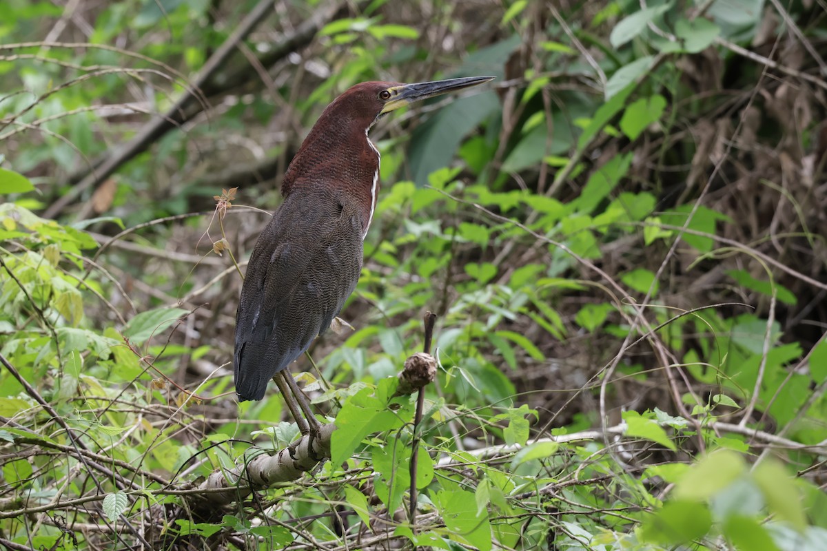 Kızıl Kaplan Balıkçılı - ML647322525