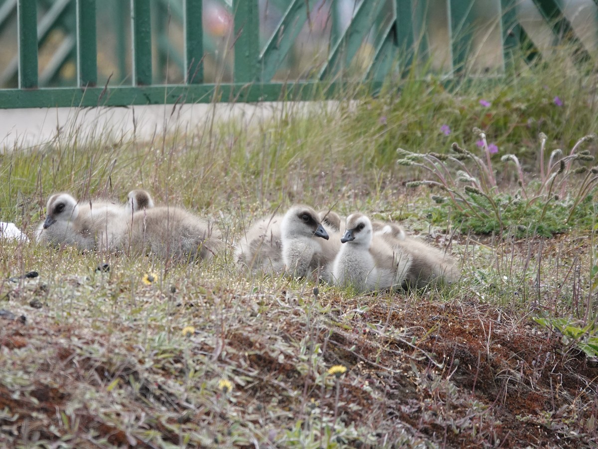 Upland Goose - ML647322526