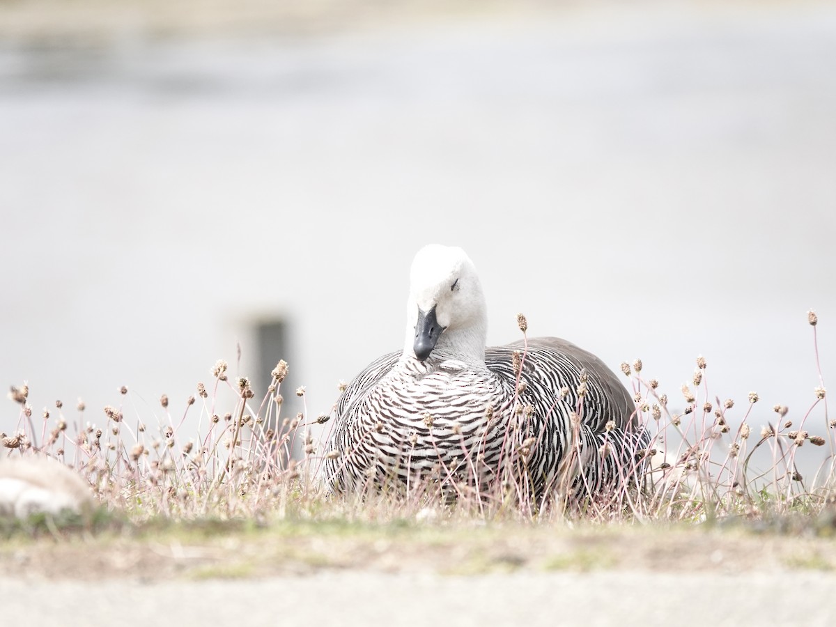 Upland Goose - ML647322534
