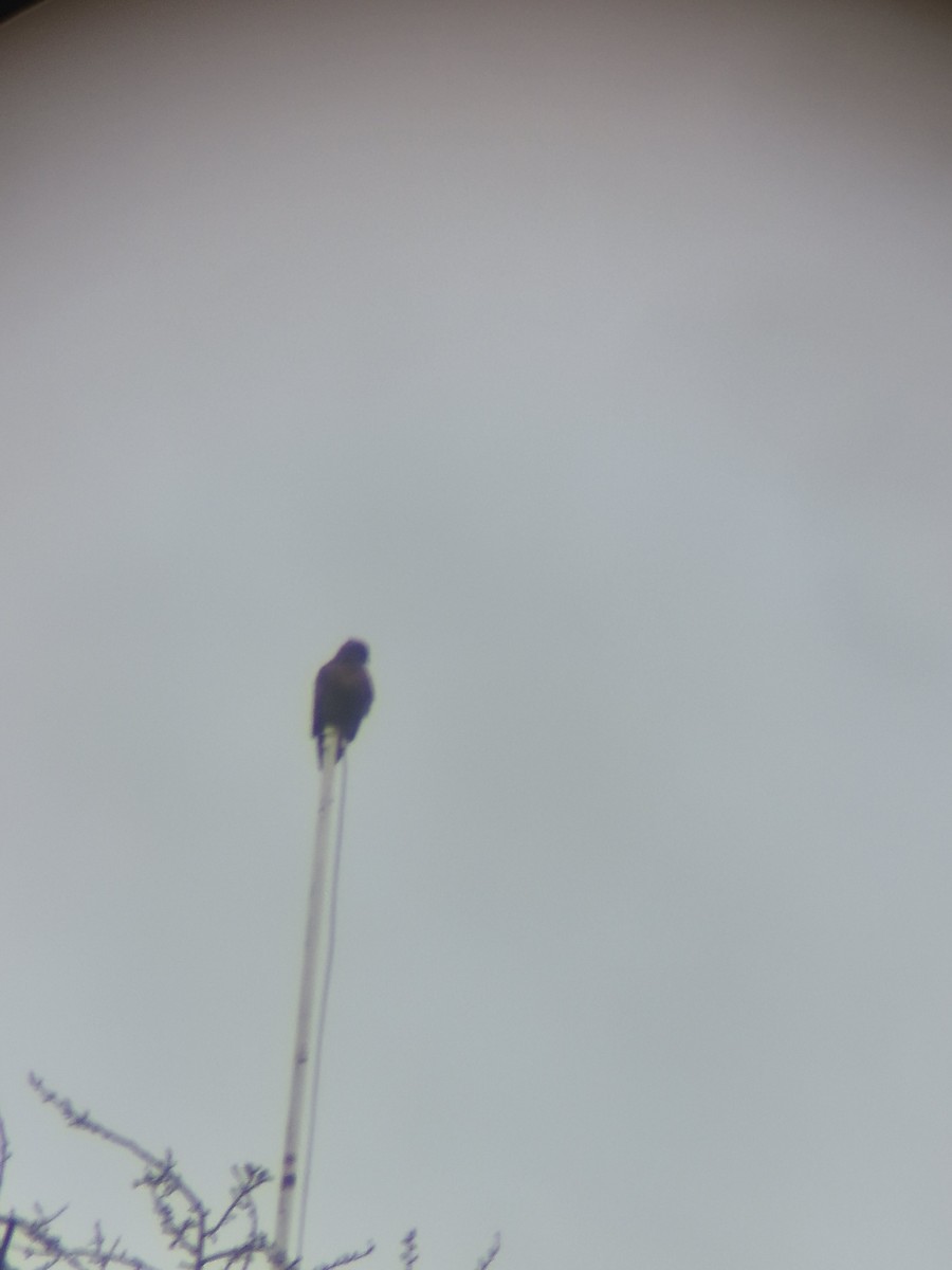 Red-tailed Hawk - ML647322546