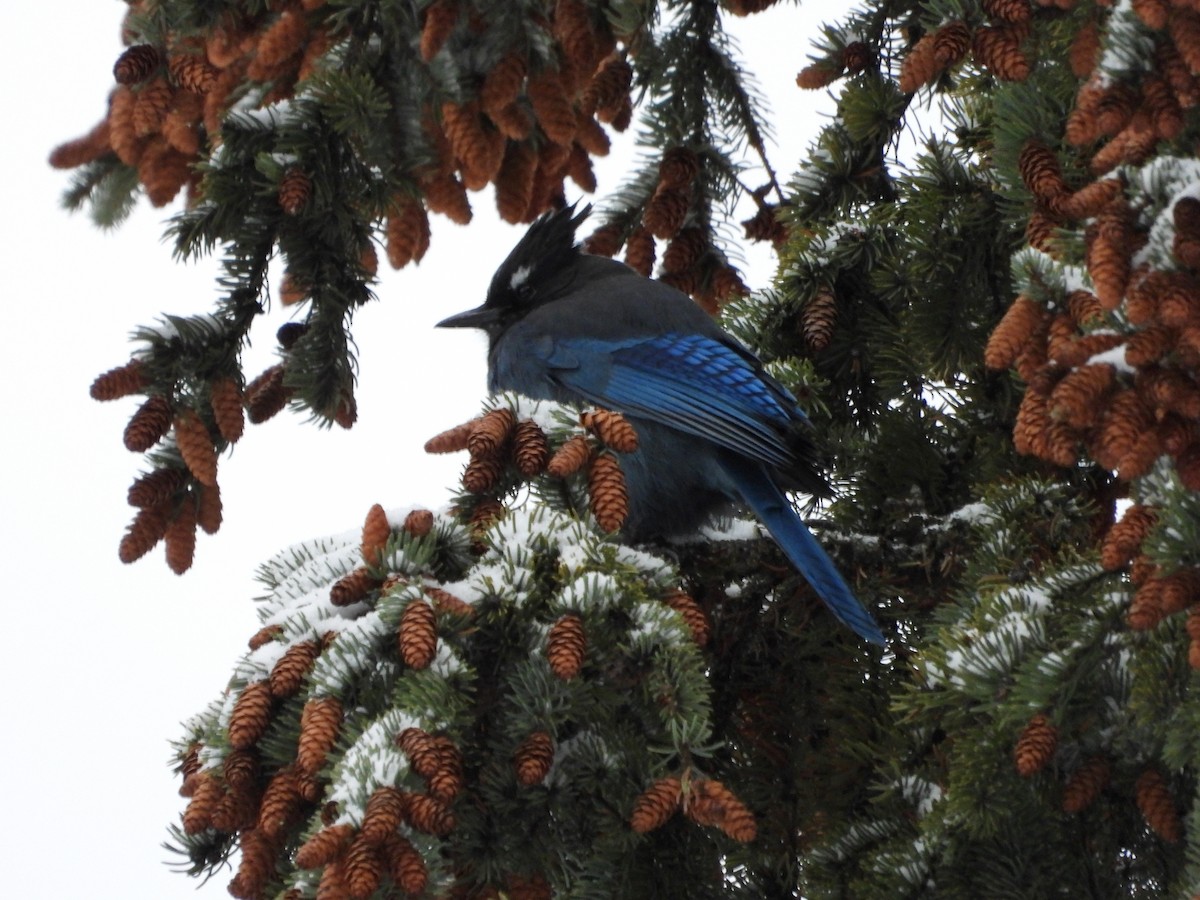 Steller's Jay - ML647322570