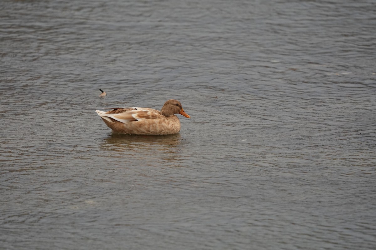 Anatra germanata - ML647322580