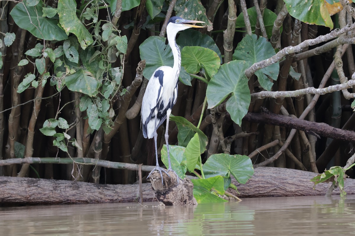 Maskeli Gri Balıkçıl - ML647322601