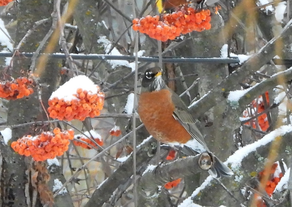 drozd stěhovavý - ML647322604