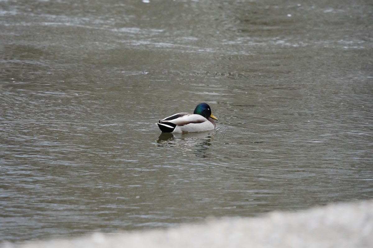 Germano reale - ML647322605