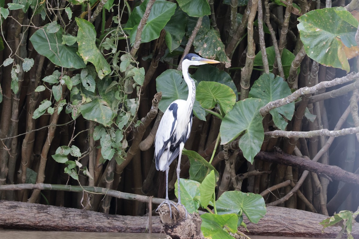 Maskeli Gri Balıkçıl - ML647322606