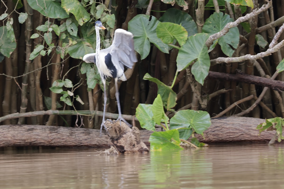 Maskeli Gri Balıkçıl - ML647322622