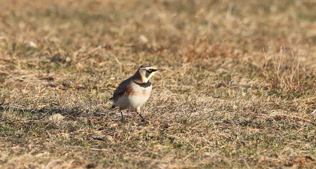 Alondra Cornuda - ML647322623