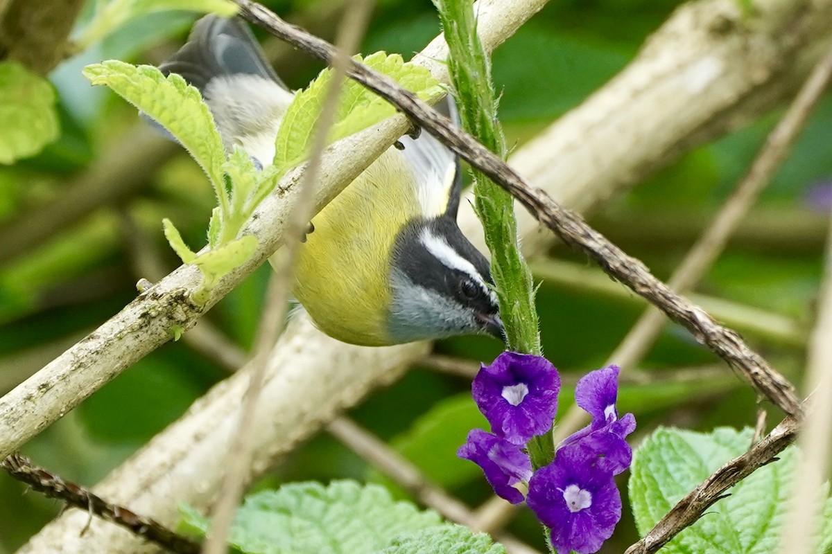 Bananaquit - ML647322632