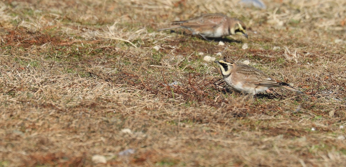 Alondra Cornuda - ML647322633