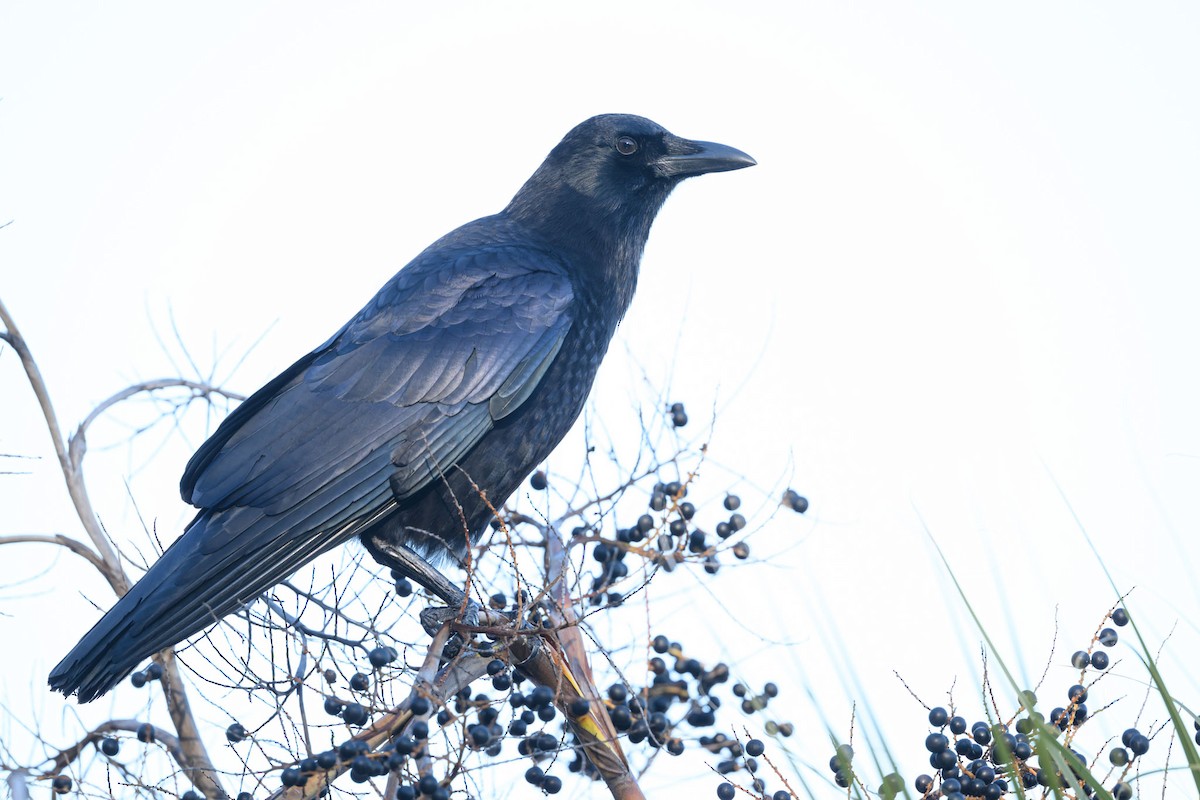 American Crow - ML647322639