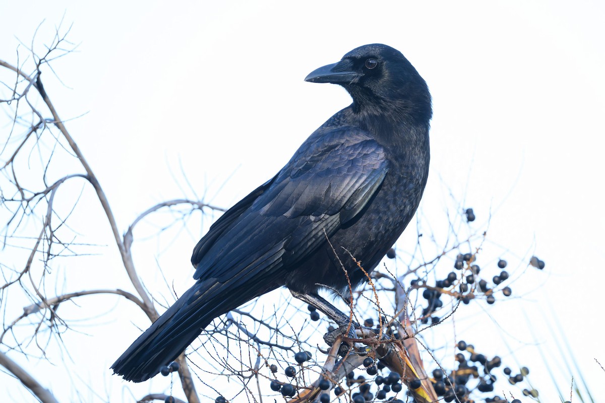 American Crow - ML647322640