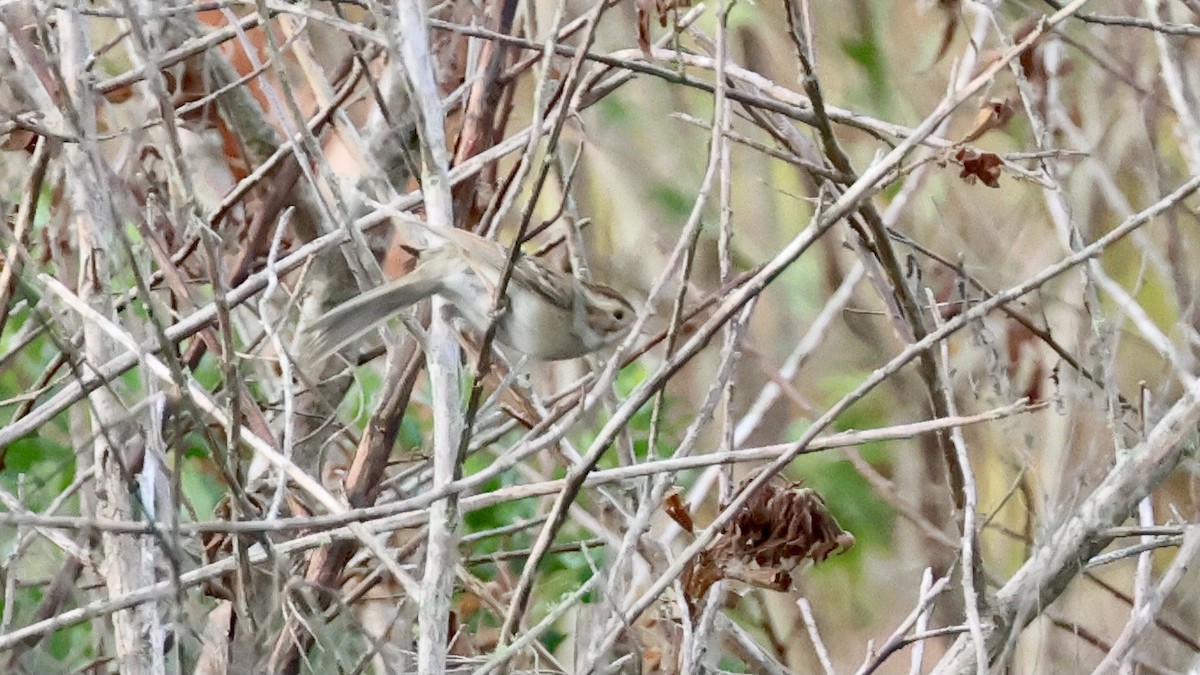 Бледная малая овсянка - ML647322646